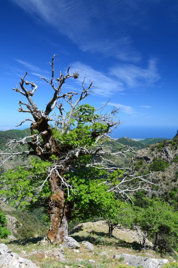 albero morto