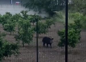 avvistamento cinghiale a corigliano