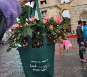 azalea_duomo
