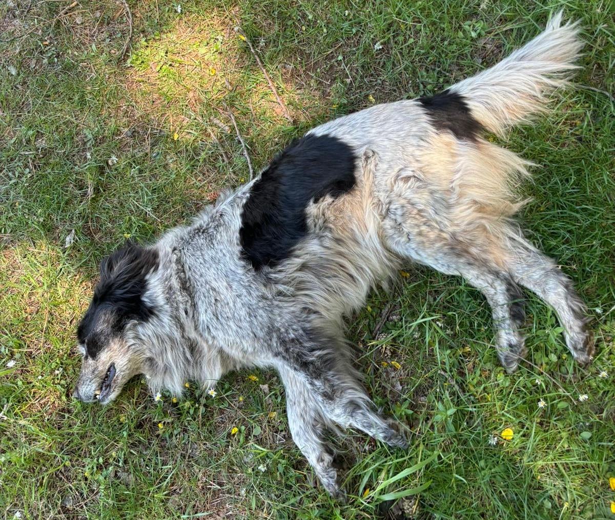 cagnolina morta