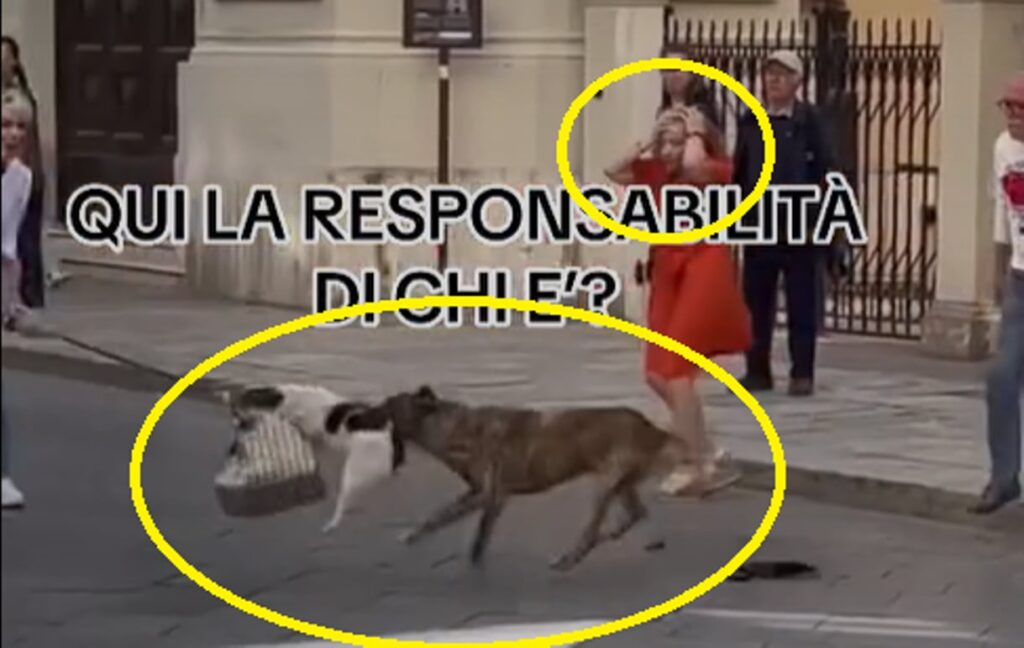 cane aggredito sul corso
