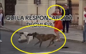 cane aggredito sul corso