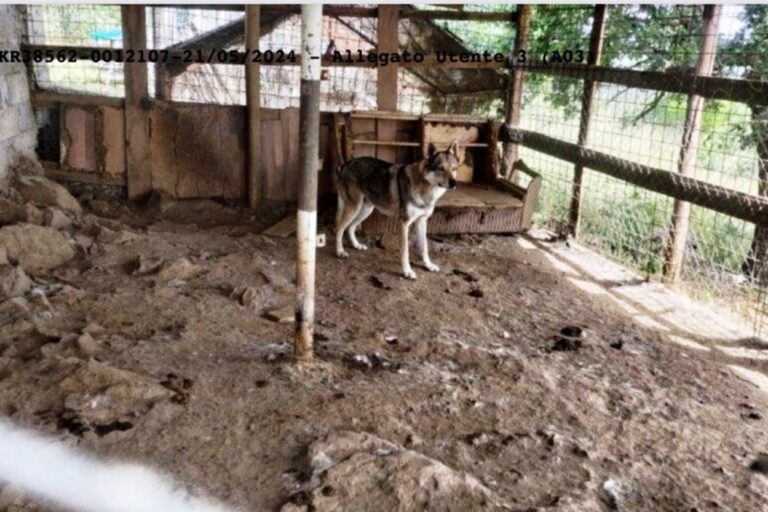 Rifugio lager a Corigliano – Rossano: numerosi animali malnutriti e maltrattati