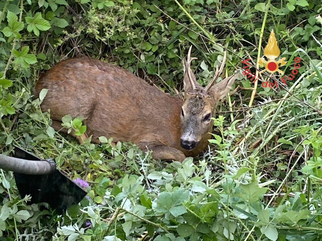 capriolo salvato vigili del fuoco