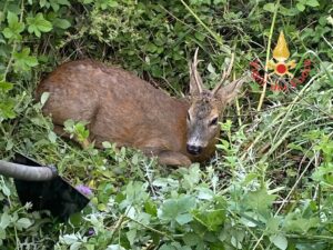 capriolo salvato vigili del fuoco