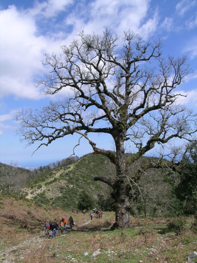il farnetto di monte Cerasia (Staiti), crollato da alcuni anni