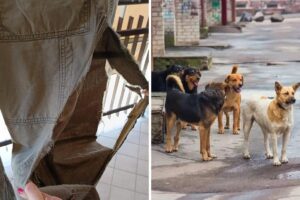 jeans strappati - cani randagi