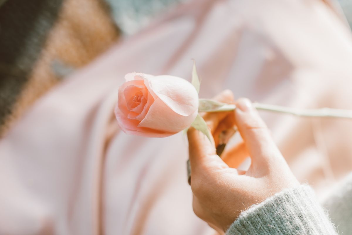 rosa festa della mamma