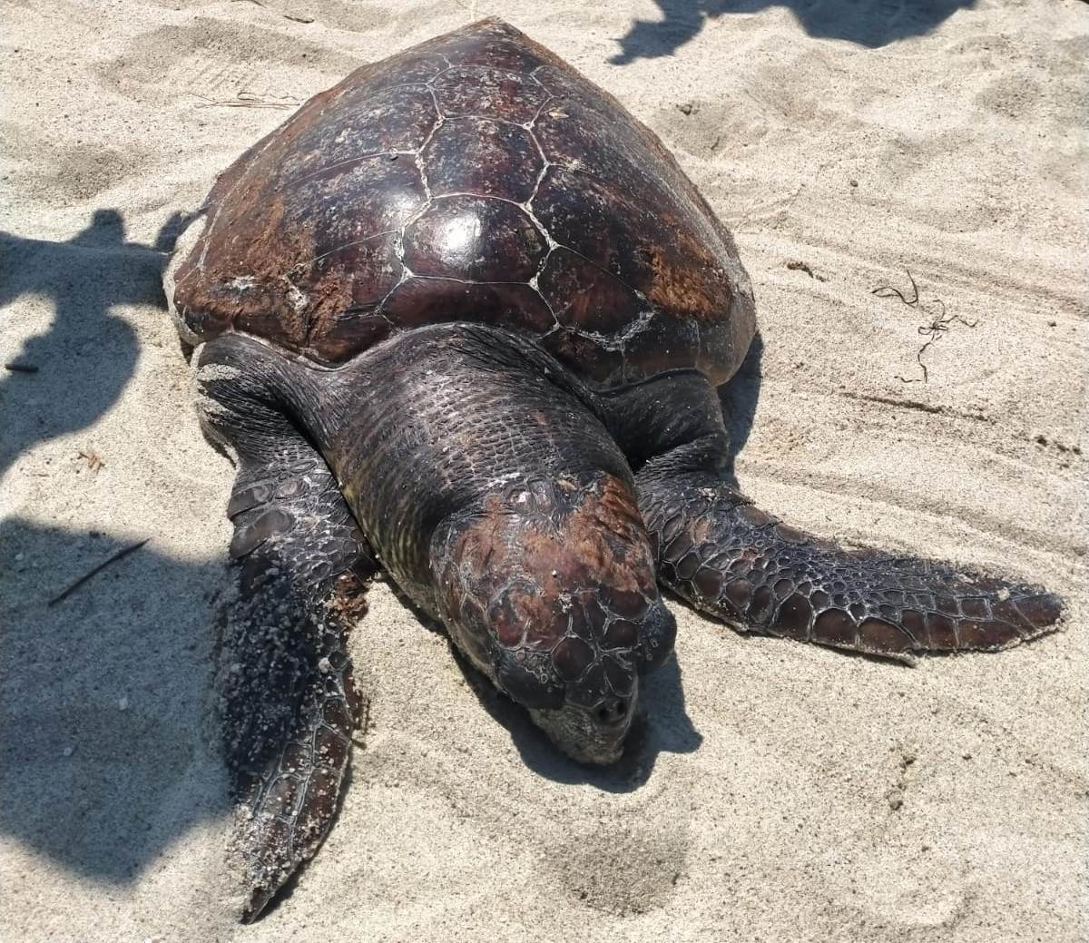 Ritrovata carcassa di una tartaruga marina nel messinese | FOTO