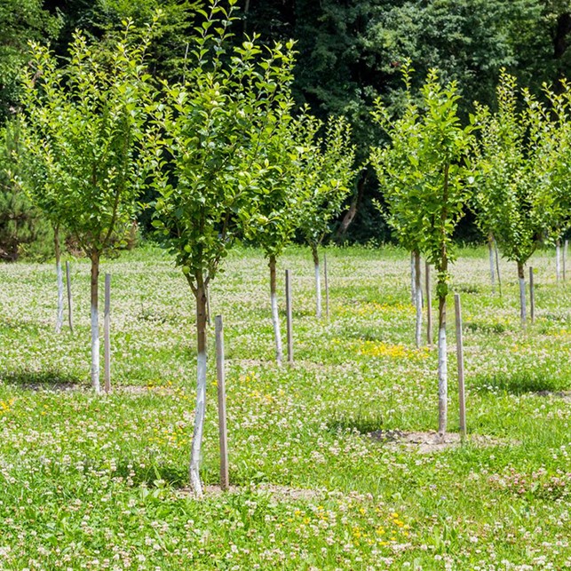 Alberi Fortezza Poggio Pignatelli Campo Calabro