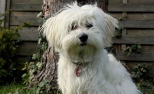Bichon Havanais