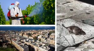 Disinfestazione Reggio Calabria topo