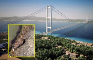 Ponte sullo Stretto e topo a Ganzirri