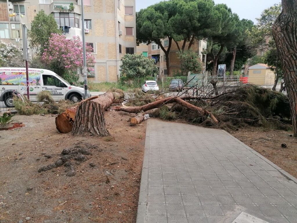 albero reciso in visa San Giuseppe