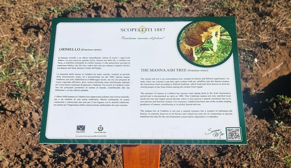 cartellino albero Fortezza Poggio Pignatellicampo calabro