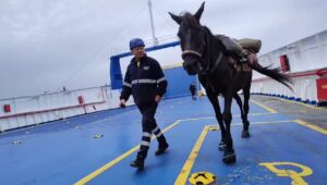 cavallo sulla caronte