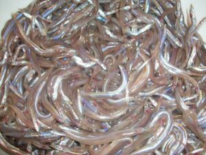 sardina - sardella