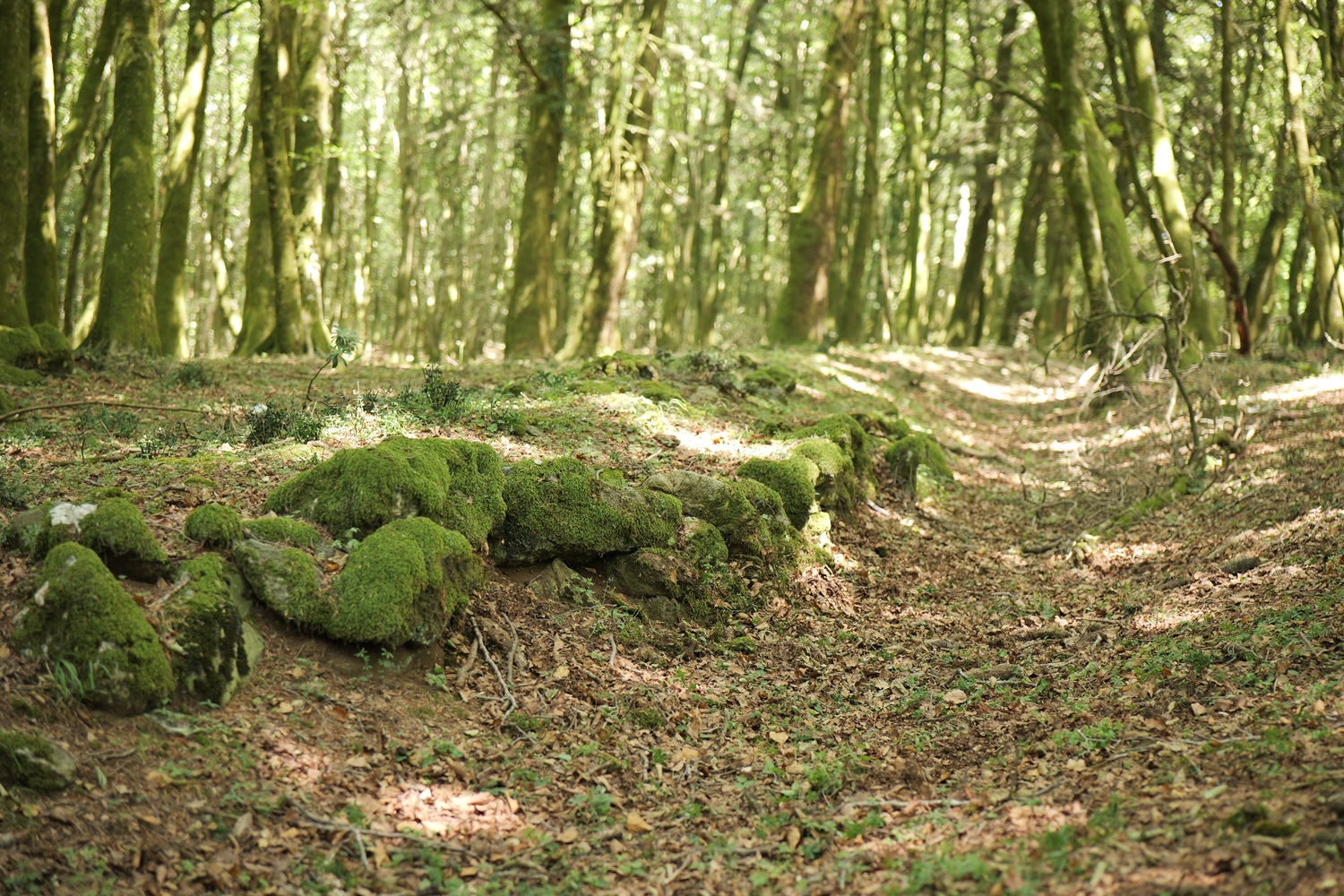 Aspromonte_AnticheMuraRomane (34)