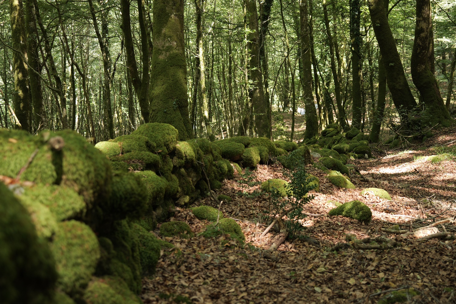 Aspromonte_AnticheMuraRomane (40)