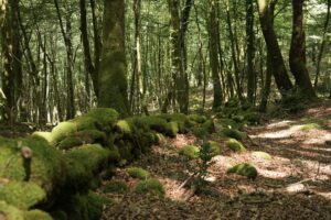 Aspromonte_AnticheMuraRomane
