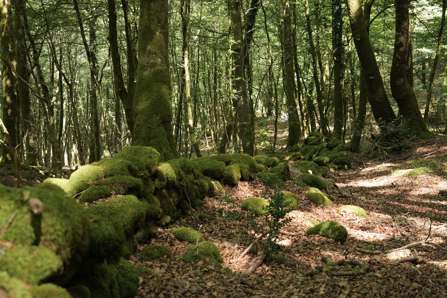 Aspromonte_AnticheMuraRomane (41)