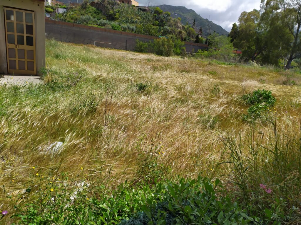Ex campo sportivo ANTE INCENDIO