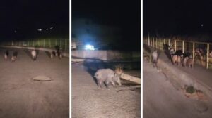 Famiglia di cinghiali a Catanzaro Lido