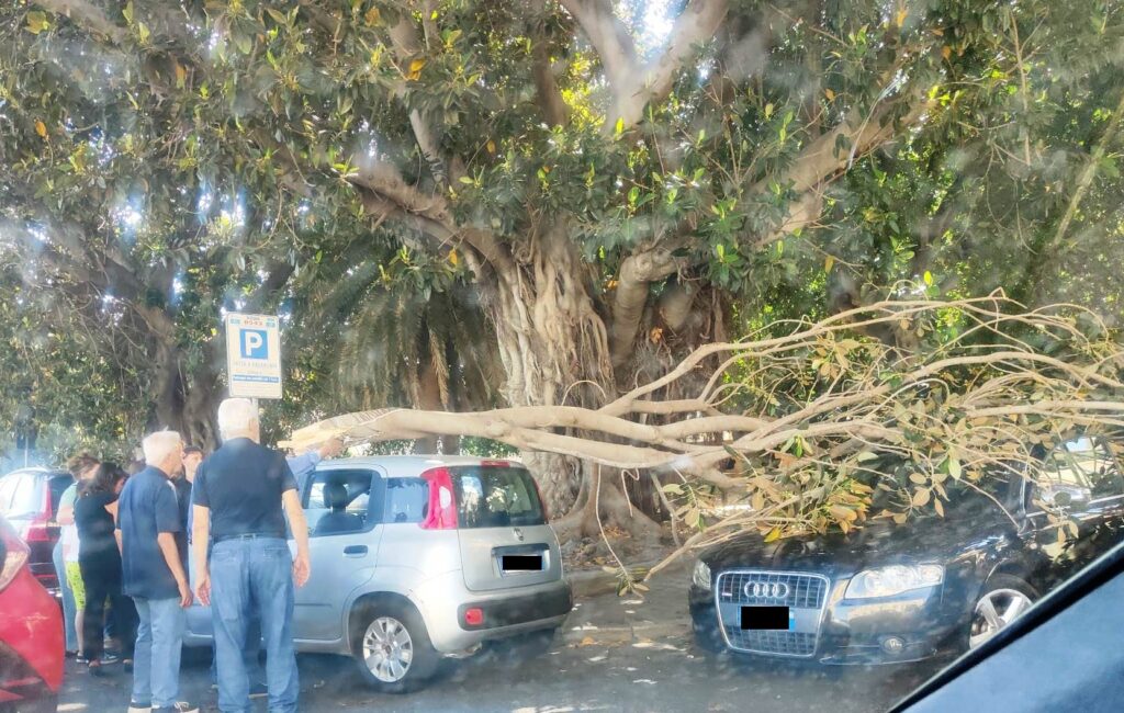 albero caduto su auto