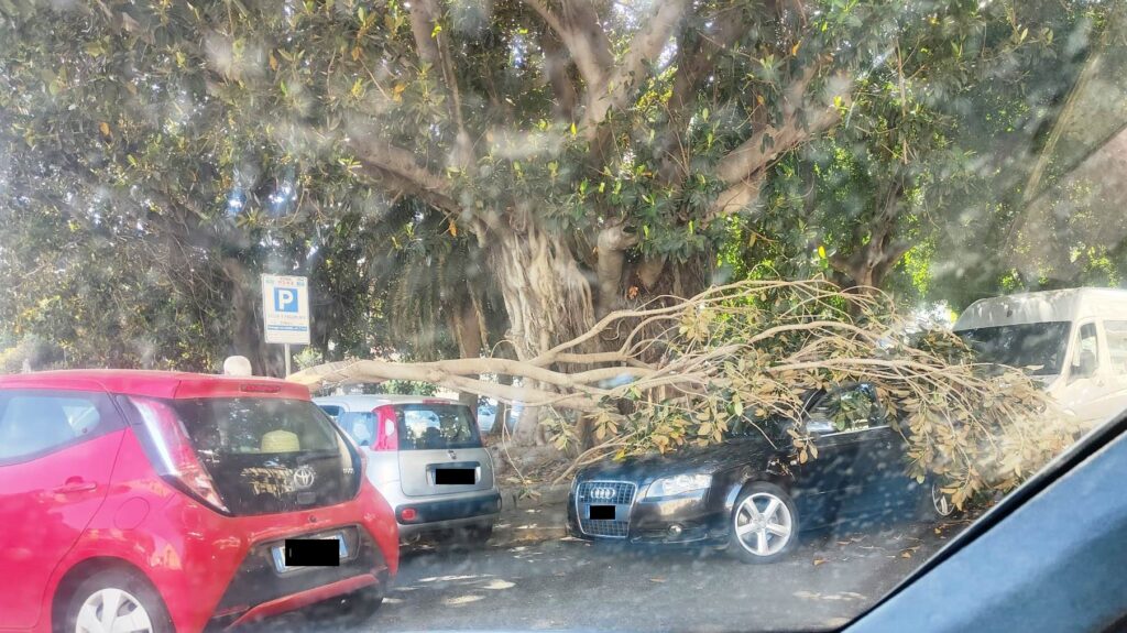 albero caduto su auto