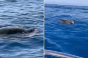 caretta caretta co-ro