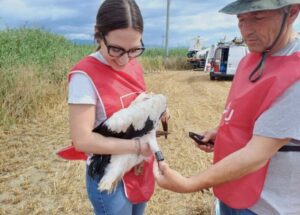 inallenamento cicogna bianca rende 1