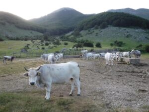 mucca