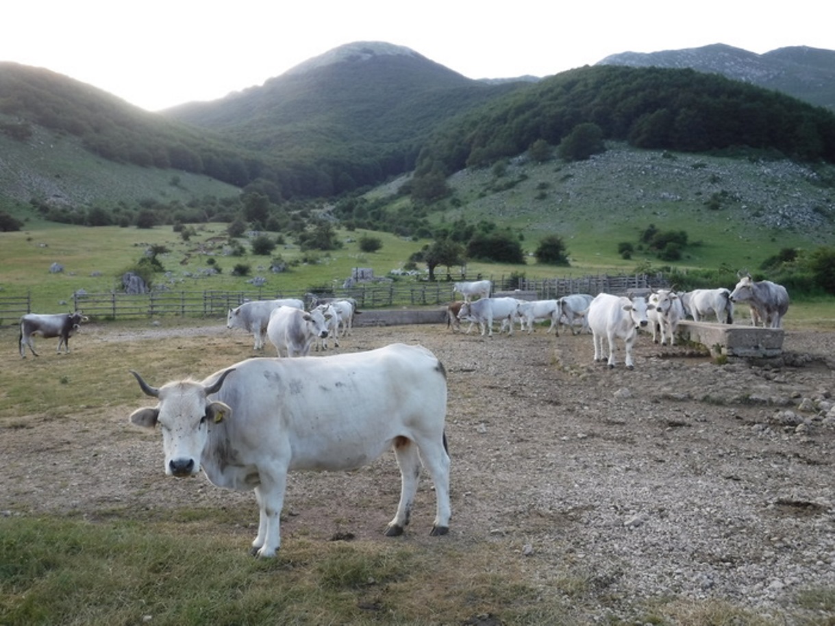 mucca