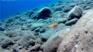 pesce scorpione 3