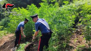 rinvenimento droga carabinieri reggio calabria