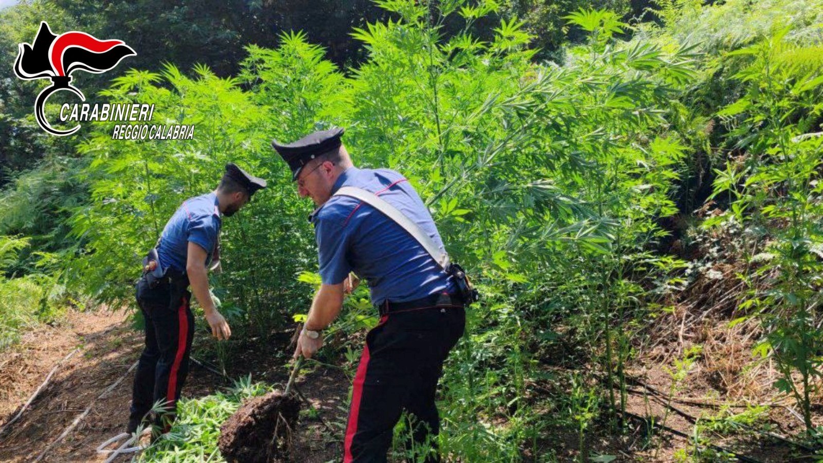 rinvenimento droga carabinieri reggio calabria