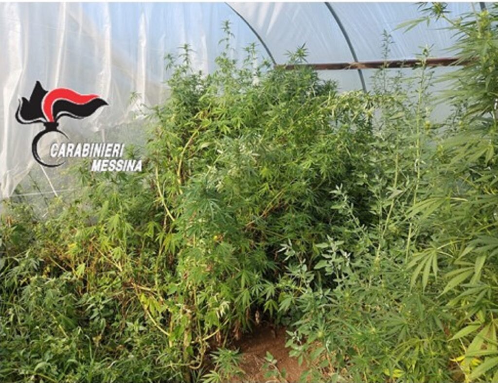 Piante Cannabis