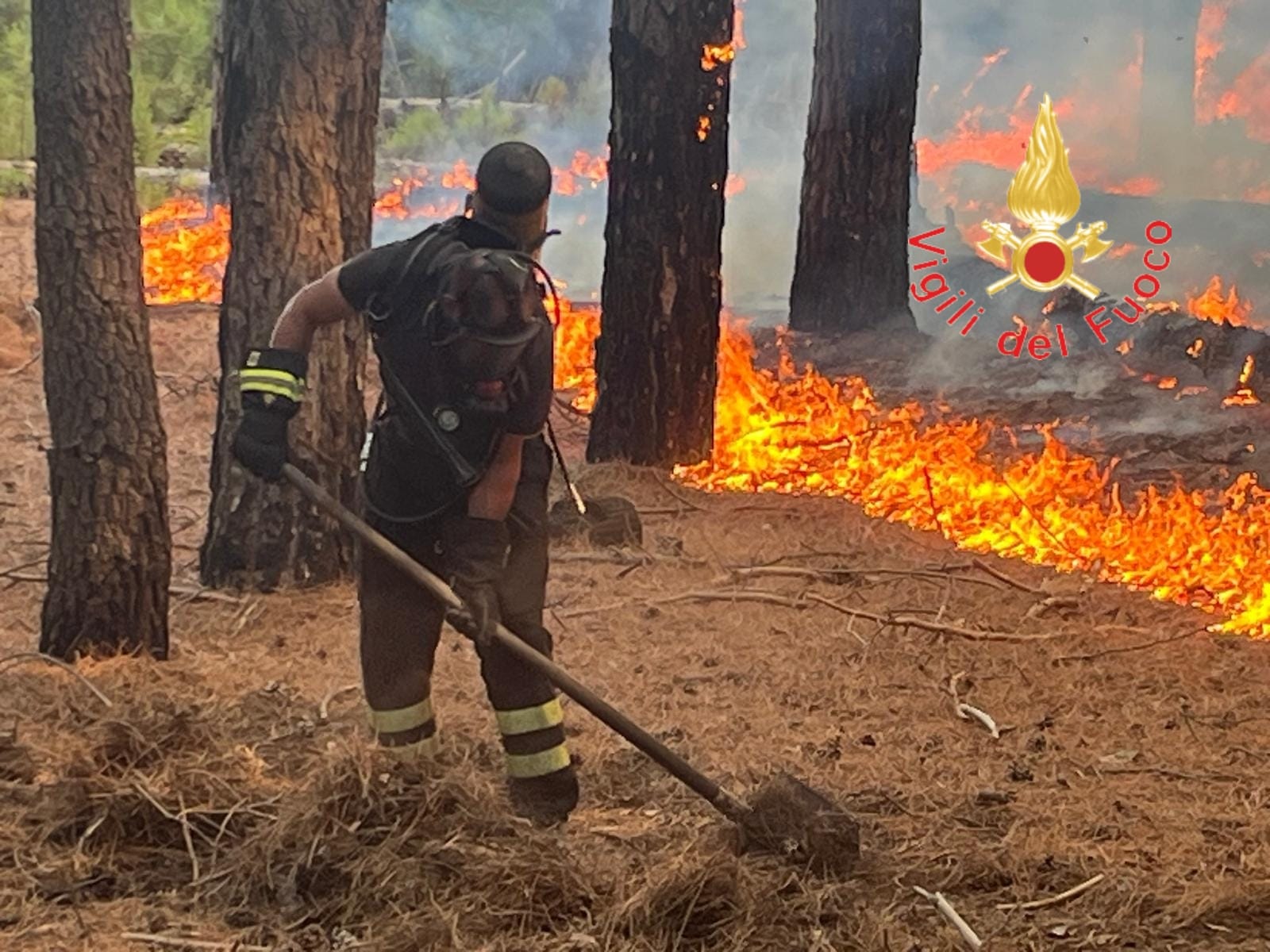 incendio bosco vigili del fuoco (2)
