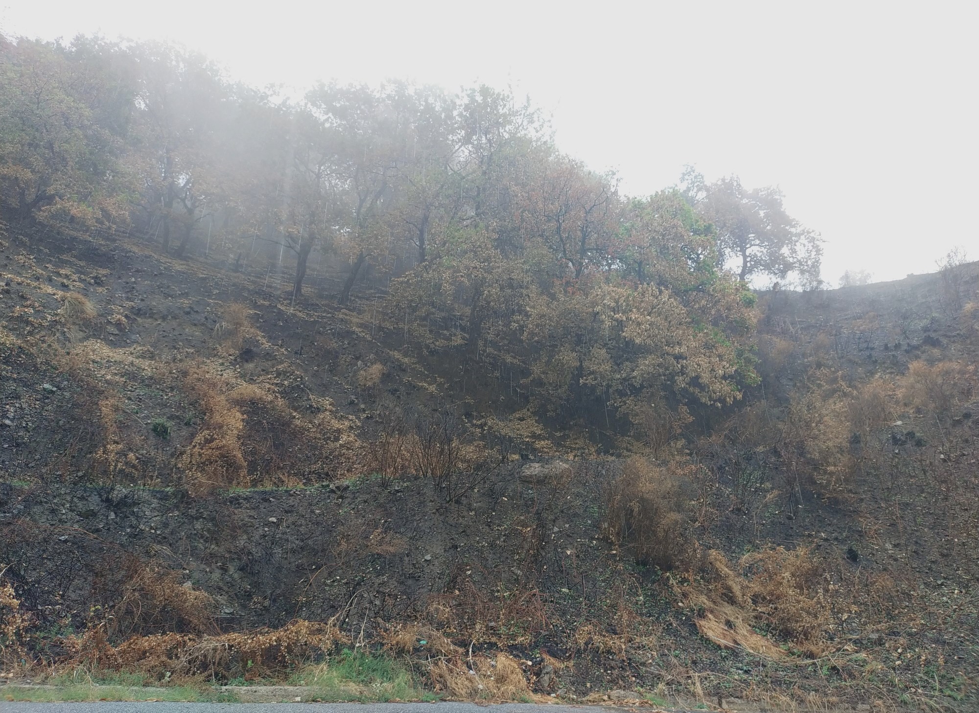Incendi entroterra reggino 1