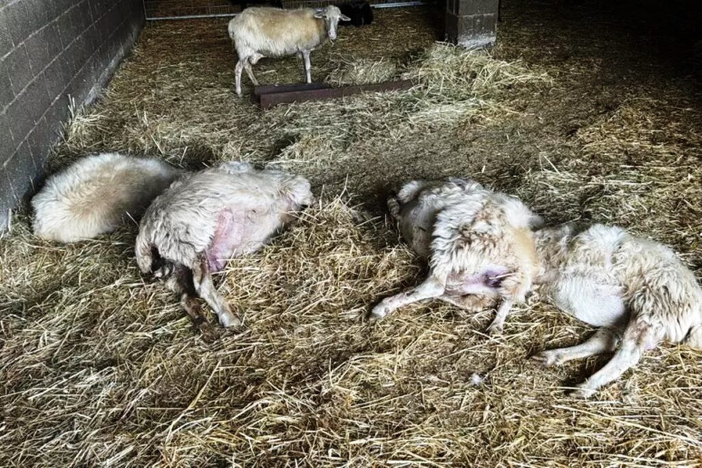 Allarme lingua blu in Calabria: migliaia di animali morti