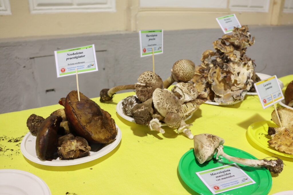Mostra micologica palazzo San Giorgio