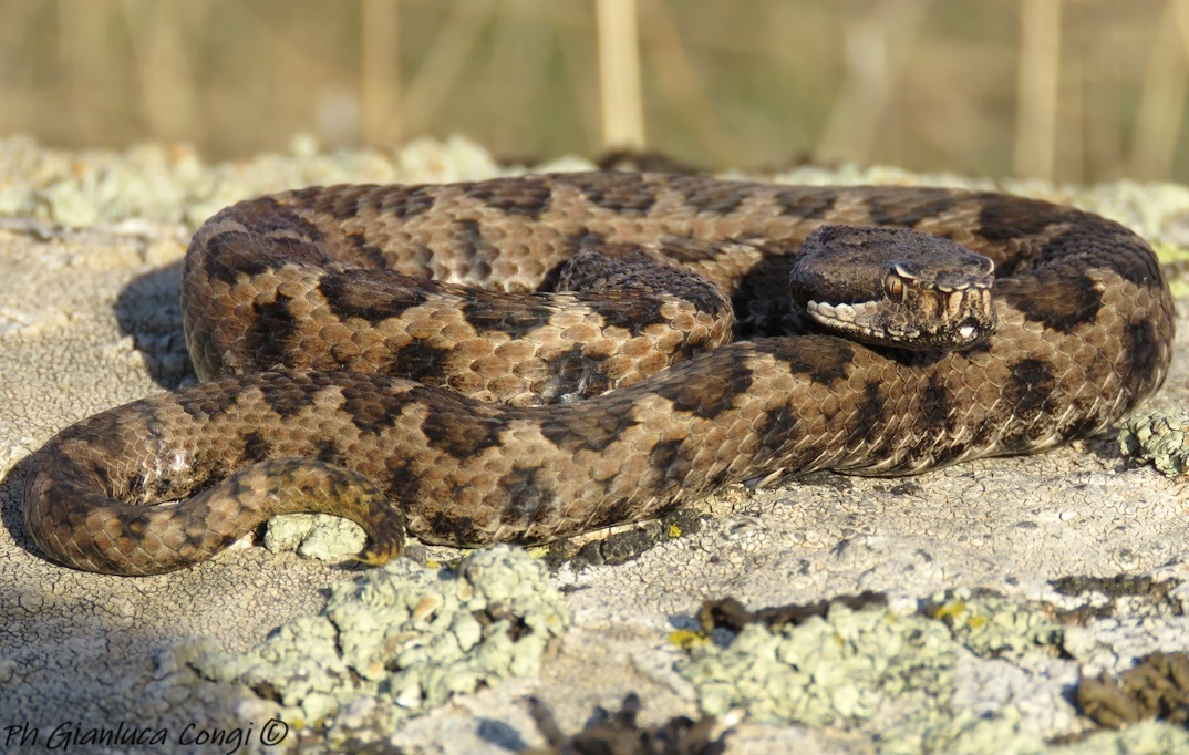Vipera aspis hugyi – Sila – ph Gianluca Congi