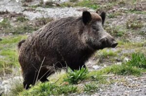 Cinghiale