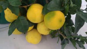 Bergamotto di Reggio Calabria