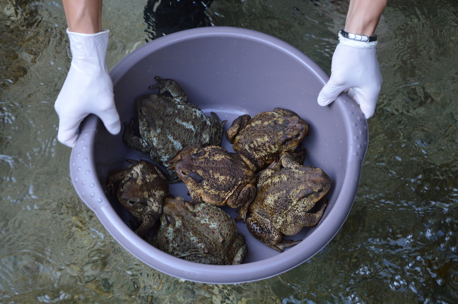 Sebastian Colnaghi salvataggio rospi fiume Anapo