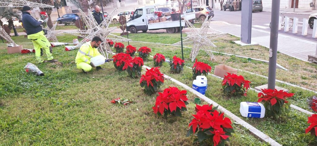 aiuole natale