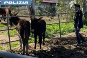 asini polizia