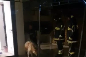 cane cade in una piscina