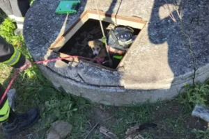 cane cade nel pozzo