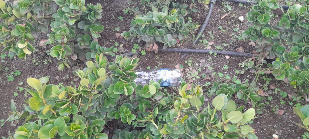 sporcizia piazza de nava